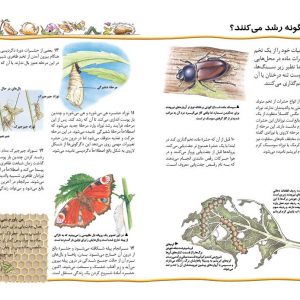 یکصد نکته (حشرات و عنکبوت ها) - انتشارات پیام بهاران