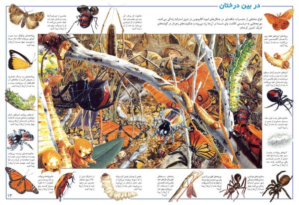 در جستجوی شگفتی های جهان حشرات - انتشارات پیام بهاران