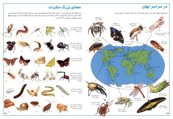 در جستجوی شگفتی های جهان حشرات - انتشارات پیام بهاران