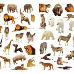 بخوان بدان بچسبان (پیشرفته) حیوانات وحشی - انتشارات پیام بهاران