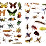 بخوان بدان بچسبان (پیشرفته) حشرات و پروانه ها - انتشارات پیام بهاران