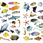 بخوان بدان بچسبان (پیشرفته) جانوران دریا - انتشارات پیام بهاران