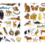 بخوان بدان بچسبان (مقدماتی) حیوانات - انتشارات پیام بهاران