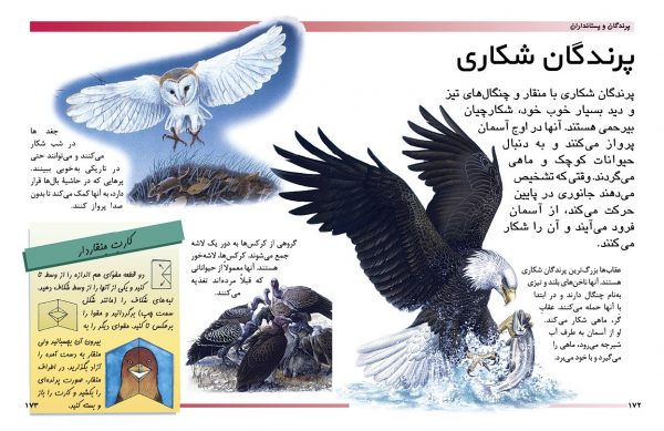 دایرةالمعارف مقدماتی دنیای شما کودکان (پرندگان و پستانداران) - انتشارات پیام بهاران