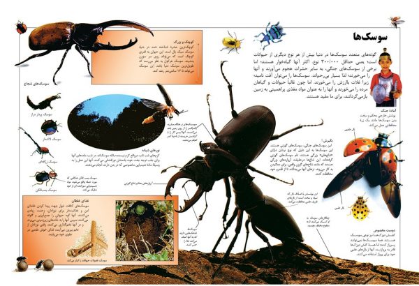 دانشنامه بزرگ کودک و نوجوان (حشرات و عنکبوت ها) - انتشارات پیام بهاران