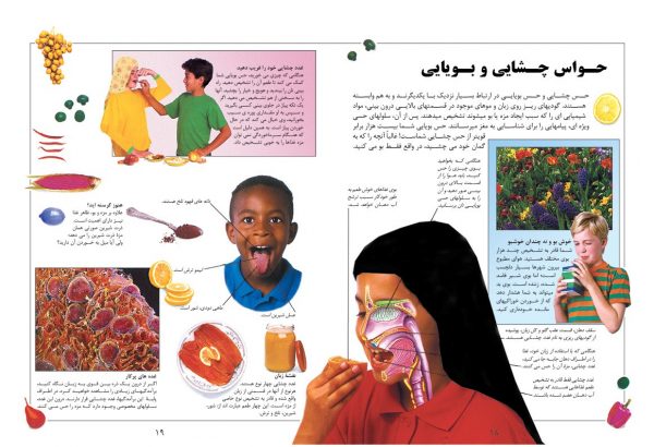 دانشنامه بزرگ کودک و نوجوان (بدن انسان و غذا) - انتشارات پیام بهاران